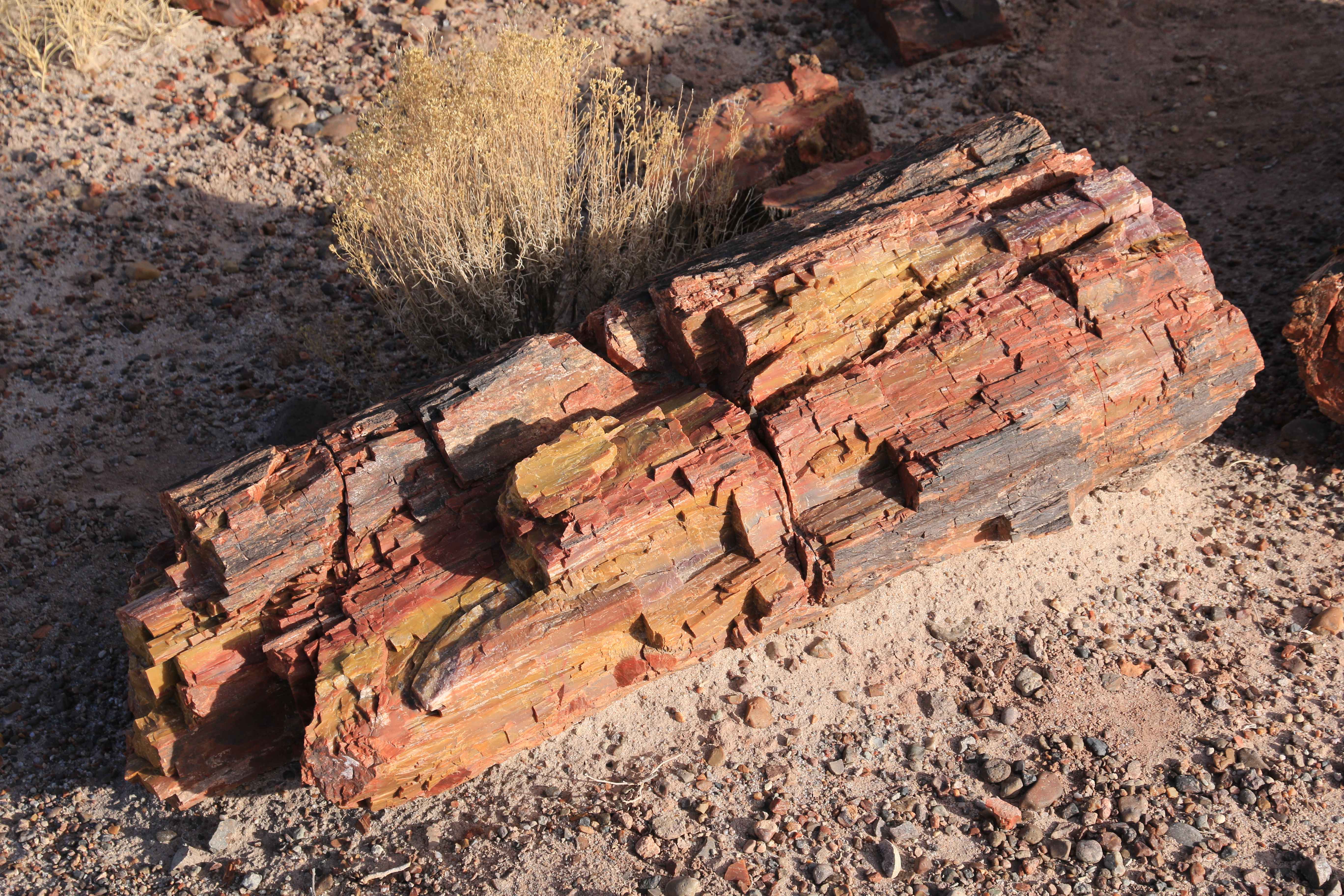 Petrified Forest NP